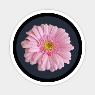 Pale Pink Gerbera Daisy Flower Circle Frame Magnet